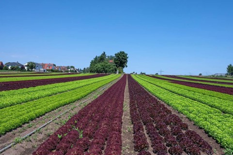 Lettuce cultivation in Knoblauchsland, early vegetable cultivation, urban area Nuremberg, Fürth