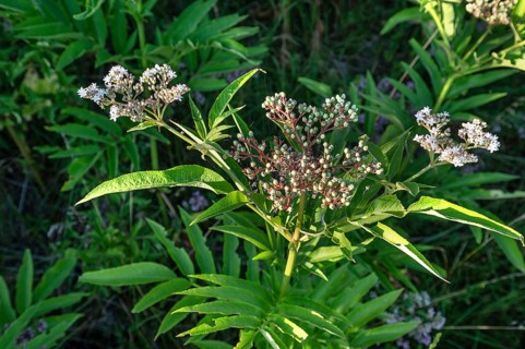 Blossoms and berries of dwarf elderberry or attich (Sambucus ebulus), Bavaria, Germany