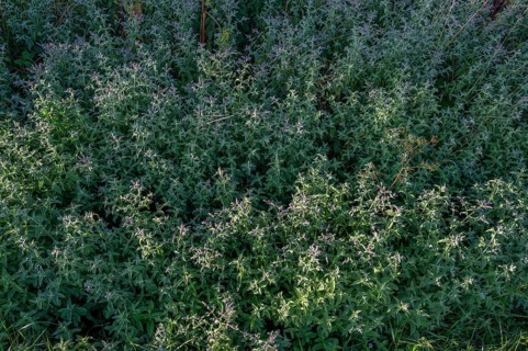 Horse mint (Mentha longofolia), Bavaria, Germany