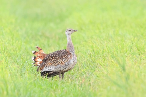 Great Bustard (Otis tarda), standing in a meadow, steppe bird, extremely rare bird species,