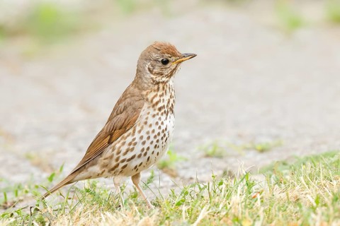 Song thrush (Turdus philomelos) standing on garden path, wildlife, thrushes, migratory bird,