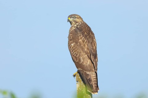 Buzzard (Buteo buteo) on the lookout, lurking on a concrete post, wildlife, animals, birds, bird of