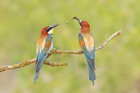 Bee-eater (Merops apiaster) pair sitting on a branch, male, breeding, wildlife, mating, migratory
