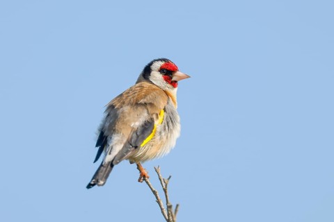 Goldfinch (Carduelis carduelis) adult, sitting on a thin branch, wildlife, animals, birds,