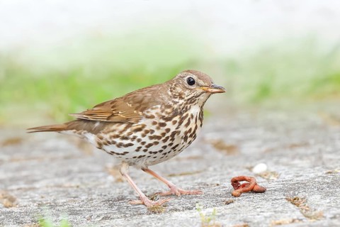 Song thrush (Turdus philomelos) standing on garden path, with caught earthworm (lumbricus