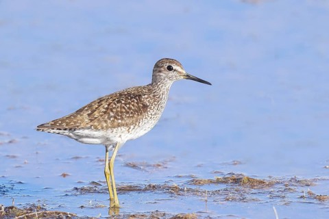 Wood Sandpiper (Tringa glareola) standing in shallow water, Wildlife, Animals, Birds, Snipe family,