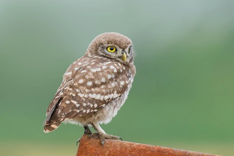 Little owl (Athene noctua) young bird sitting on an iron girder, endangered bird species in Central