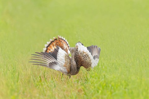 Great Bustard (Otis tarda), standing with spread wings in a meadow, steppe bird, extremely rare