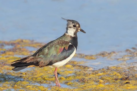 Lapwing (Vanellus vanellus) adult bird foraging in shallow water, wildlife, animals, birds, plover