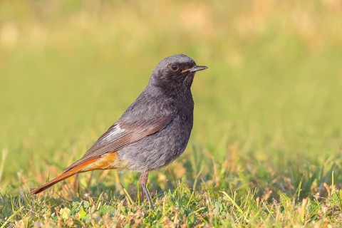 Redstart (Phoenicurus ochruros), male standing in the grass, wildlife, animals, birds, songbird,