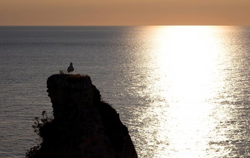 Herring gull (Larus argentatus) looking at sunset, on rock needle Aiguille, Étretat, sea, cliffs,
