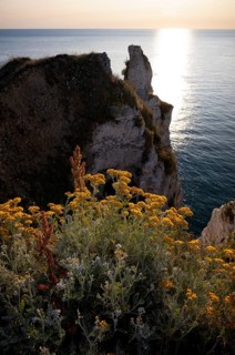 Sand immortelle (Helichrysum arenarium) in front of rocks, Étretat, sea, steep coast, cliffs, chalk