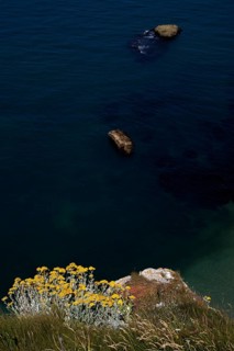 Sand immortelle (Helichrysum arenarium) on rocks, promontory, Étretat, sea, cliffs, cliffs, chalk