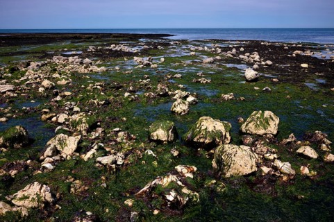 Low tide, seaweed, stones, rocks, Étretat, sea, steep coast, cliffs, chalk cliffs, alabaster coast,