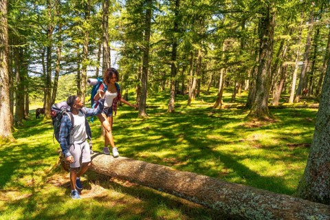 Hikers with backpacks carefully balancing on a fallen tree trunk while exploring a lush green