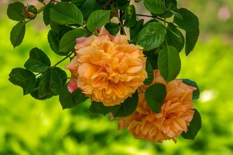 Rose (Rosa sp.), climbing rose in shades of red and yellow, Netherlands