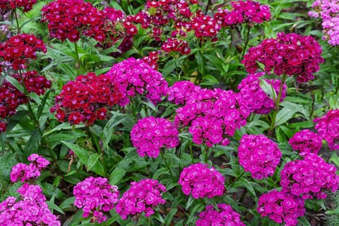 Bearded carnations (Dianthus barbatus), North Rhine-Westphalia, Germany