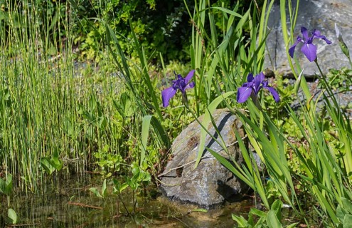 Blooming marsh iris (Iris pseudacorus) at a pond, Münsterland, North Rhine-Westphalia
