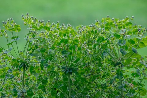 Roller spurge (Euphorbia myrsinites) fruit stand, fruits, North Rhine-Westphalia, Germany
