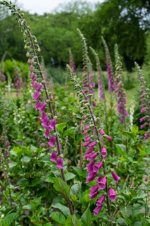 Foxglove (Digitalis purpurea) with raindrops, Netherlands