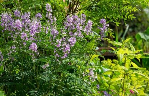 Honeysuckle (Galega officinalis), Netherlands