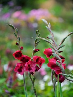 Butterfly gladiolus (Gladiolus papilio), North Rhine-Westphalia, Germany
