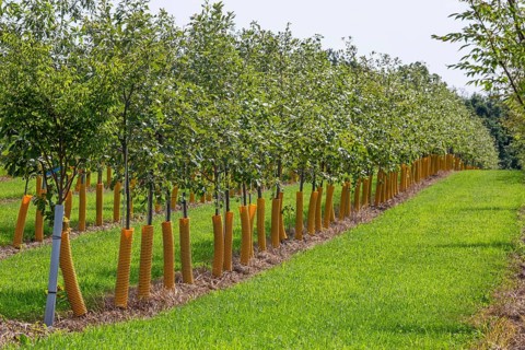 Shelbyville, Michigan - Trees growing at Winding Creek Nursery in west Michigan. The company grows
