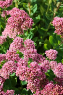 Stonecrop (Sedum), wall pepper, pink flowers, flowers, plants, Oberuhldingen district,