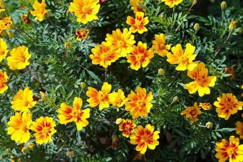 Marigold (Tagetes), yellow flowers, plants, Oberuhldingen district, Uhldingen-Mühlhofen