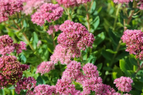 Stonecrop (Sedum), wall pepper, pink flowers, flowers, plants, Oberuhldingen district,