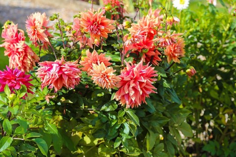 Dahlias (Dahlia), pink blossoms, flowers, plants, Oberuhldingen district, Uhldingen-Mühlhofen
