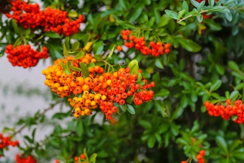 Firethorn (Pyracantha), shrub, plants, orange-coloured berries, Oberuhldingen district,