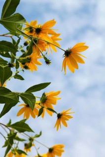 Jerusalem artichoke (Helianthus tuberosus), yellow blossom, flowers, plants, Oberuhldingen