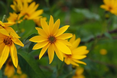 Jerusalem artichoke (Helianthus tuberosus), yellow blossom, flowers, plants, Oberuhldingen