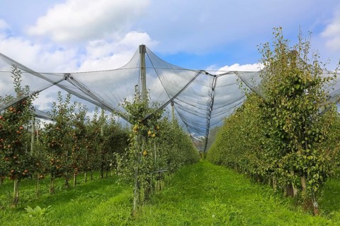 Fruit trees, apple trees, pear trees, bird protection, bird protection nets, agriculture, fruit