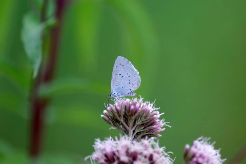 Pale blue (Celastrina argiolus), water azalea, close-up, closed wings, North Rhine-Westphalia,