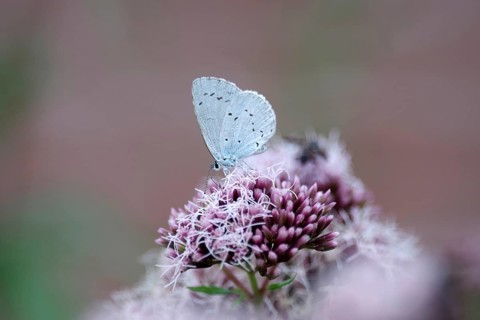 Pale blue (Celastrina argiolus), water aster, close-up, closed wings, North Rhine-Westphalia,