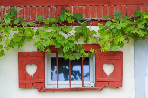 Still life, window, shutters with hearts, idyll, grapevine (Vitis), vine leaves, climbing plant,