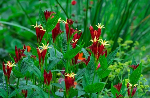 Fire gentian (Spigelia marilandica), Netherlands