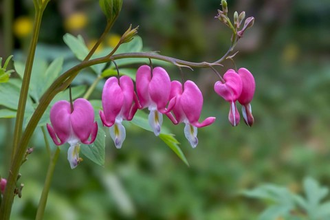 Watering heart (Lamprocapnos spectabilis), Netherlands