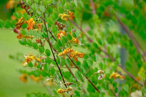 Bladder senna (Colutea arborescens) or common bladderwort, Netherlands