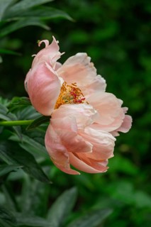 Peony (Paeonia), salmon-coloured, Münsterland, North Rhine-Westphalia, Germany