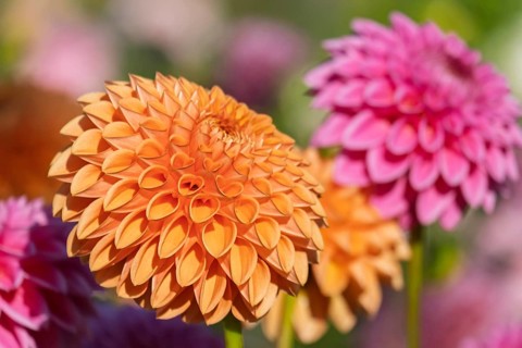 Dahlias (Dahlia), Münsterland, North Rhine-Westphalia, Germany