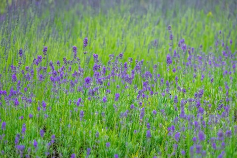 Flowering lavender (Lavandula), Netherlands