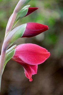 Butterfly gladiolus (Gladiolus papilio), North Rhine-Westphalia, Germany