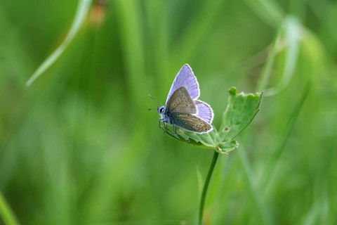Hauhechel blue butterfly (Polyommatus icarus), male, blue, green, meadow, close-up, North