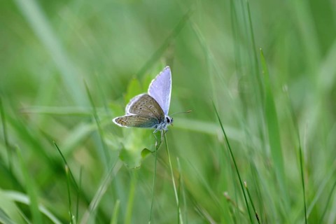 Blue butterfly (Polyommatus icarus), male, blue, green, meadow, close-up, North Rhine-Westphalia,