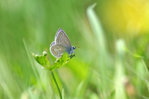 Hauhechel blue butterfly (Polyommatus icarus), male, blue, green, meadow, close-up, North