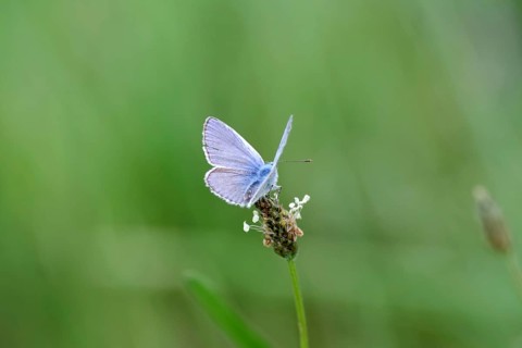 Blue-winged blue butterfly (Polyommatus icarus), male, blue, green, meadow, close-up, North