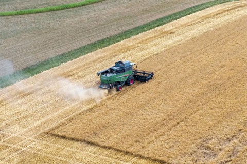 A combine harvester drives through a cornfield and harvests the grain while dust is stirring up,